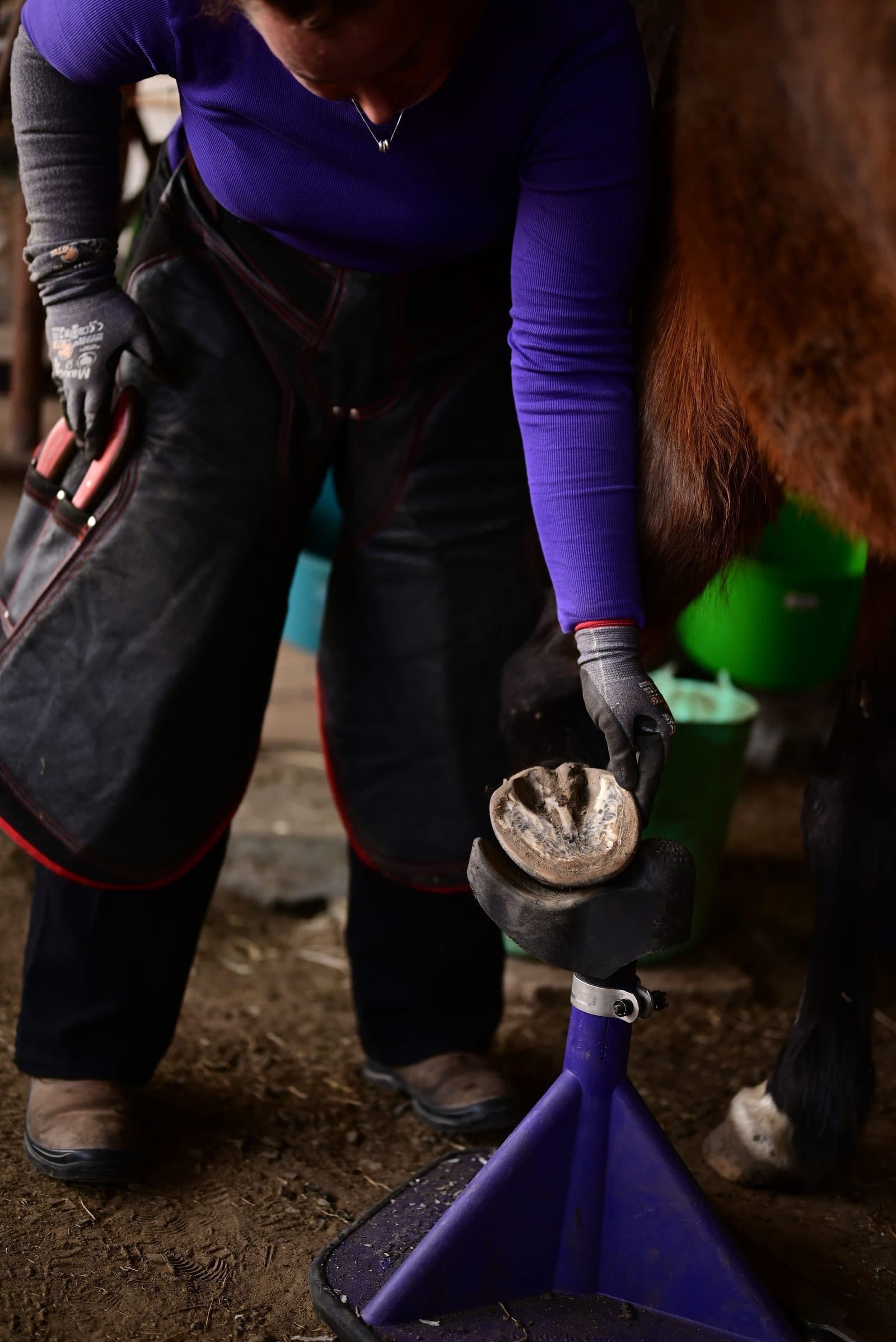 Grazend paard in de wei